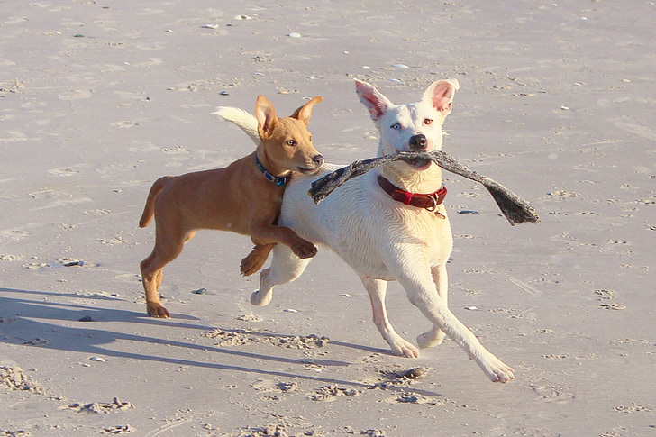 two mixed breed dogs playing keep away at a dog friendly beach