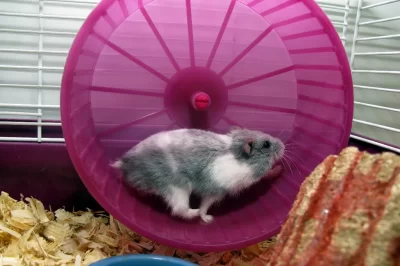 Best Hamster Exercise Wheel: How to Choose the Right One