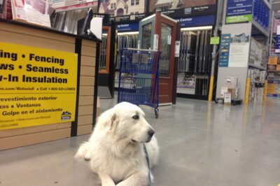 Well-behaved Dogs Allowed at Lowe’s: Train Your Rescue to Shop