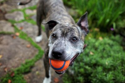 Senior Dog Socialization: Boost Cognitive Health & Emotional Well-Being