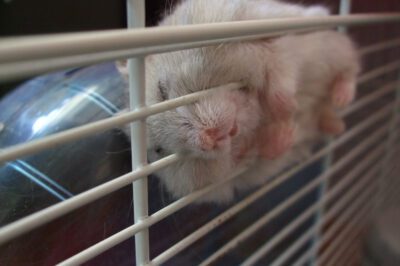 Hamsters Escape Behavior: Tips & Solutions