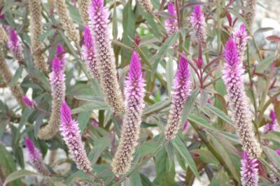 Pet-friendly Gardens: Celosia Not Poisonous to Cats and Dogs