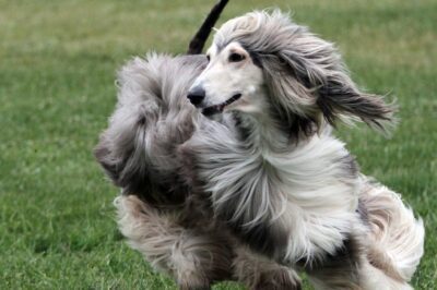 Afghan Hounds Adoption Guide and Breed Info: How to Rescue A Purebred Dog