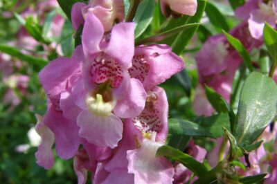 Pet Safe Plants: Snapdragons Safe for Dogs and Cats