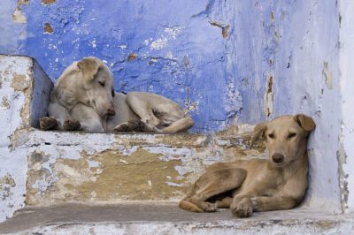 Socializing Former Street Dogs with Humans