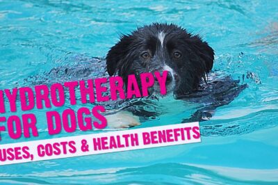 Shelter Dog Hydrotherapy: Post-Surgery Rehab Equipment & Recovery Success Stories