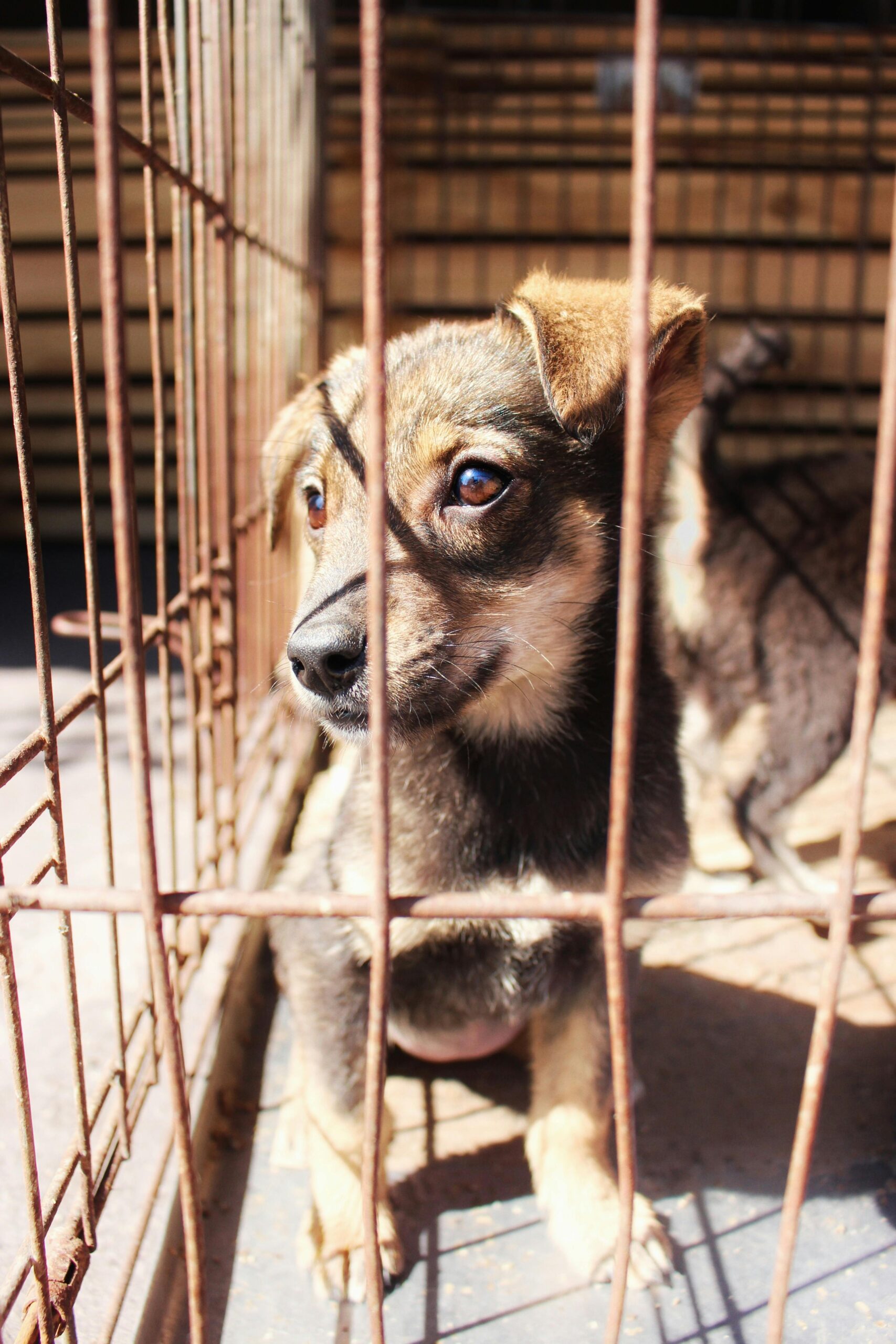 Socializing Puppy Mill Survivor Rescue Dogs: Trust-Building Techniques & Training Plan