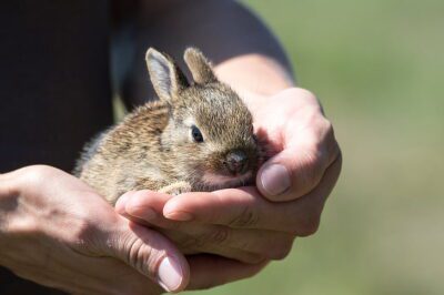 Rescue Rabbit Bonding: Trust Building, Handling & Behavior Cues Guide
