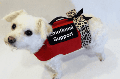 Rescue Pet Emotional Support Certification: Training, Legalities & Gear