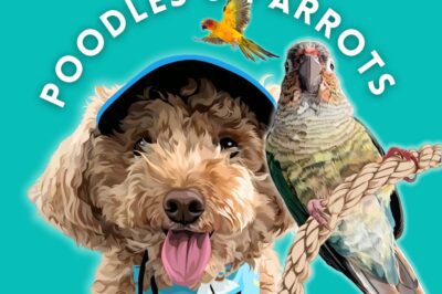 Harmonious Poodle & Parrot Cohabitation: Anxiety-Free Tips & Strategies