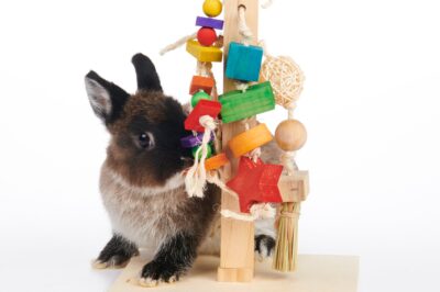 Rescue Rabbit Care & Enrichment Guide: Puzzles, Toys & Activities for Your Adopted Bunny