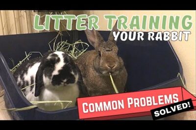 Bunny Litter Box & Clicker Training: Effective Rabbit Behavior Modification Techniques