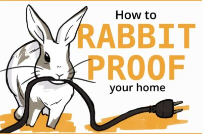 Bunny Proofing Home Guide: Creating A Rabbit Friendly House