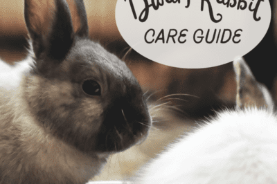 Netherland Dwarf Rescue Rabbit Care: Essential Tips for New Adopters