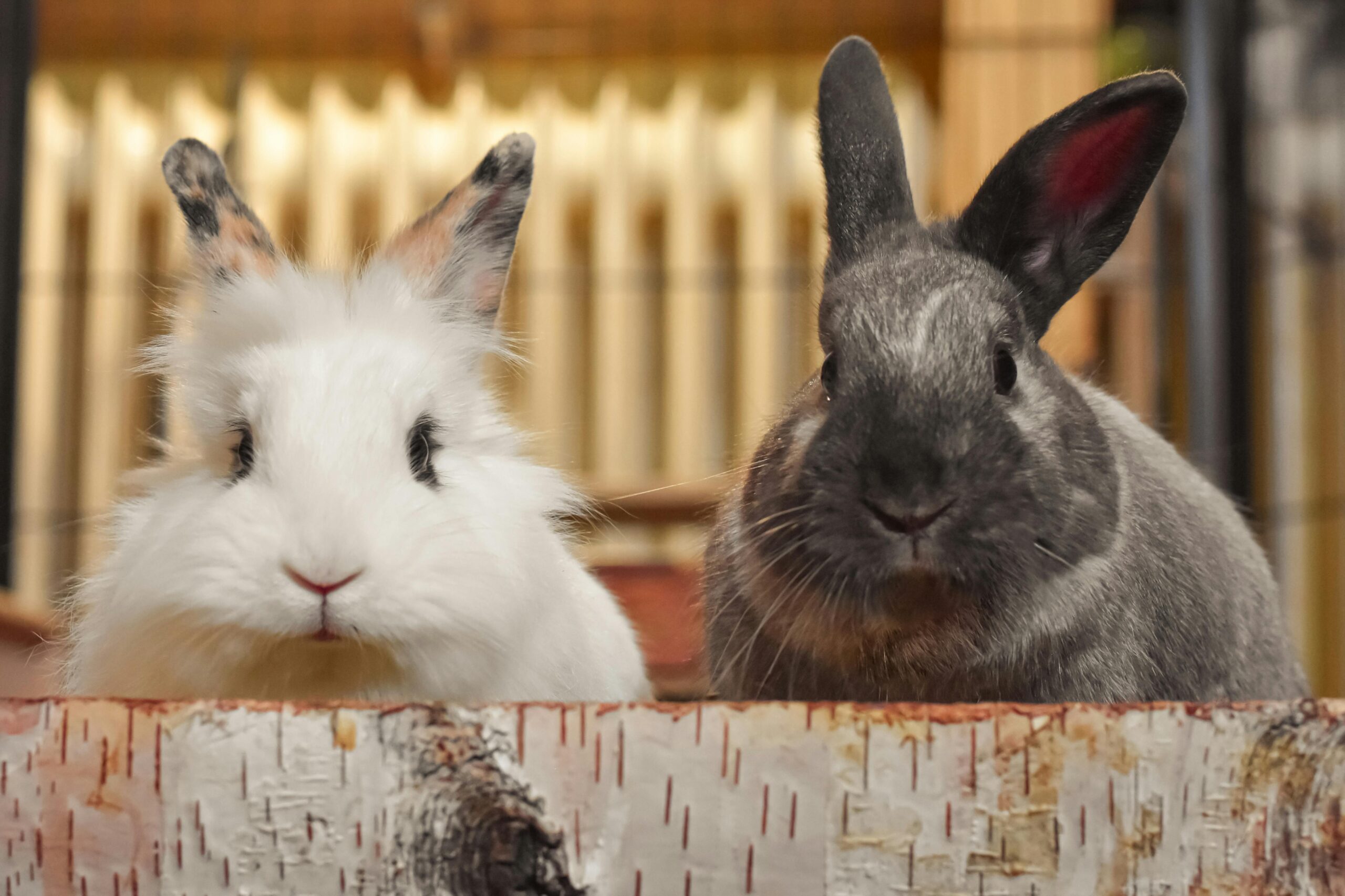 Best Breed of Rabbit for First-Time Owner: Top Friendly & Popular Choices