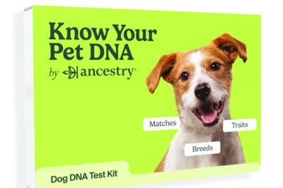 Dog DNA Test Kits: Breed Behavior & Mystery Mix Discovery Guide- Scam or Legit?