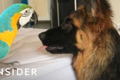 German Shepherd Rescue Dog Behaviors: Safe Bird Interaction Guide