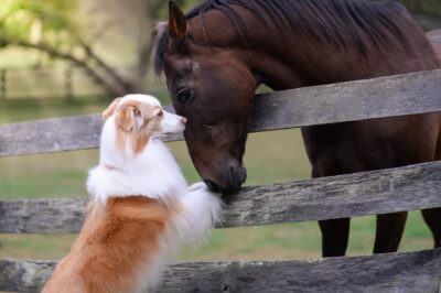 Dog and Horse Playtime: Ensuring Safe Interactions On A Farm