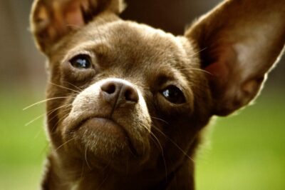 Chihuahua Mixes Guide: Traits & Adoption for Chugs, Chiweenies & More