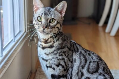 Best Interactive Toys for Rescued Bengals Cats