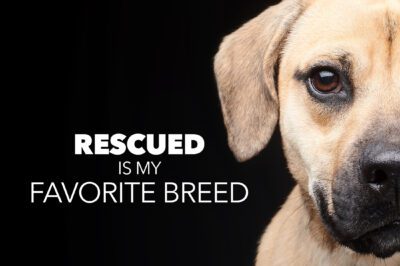 Adopt Don’t Shop: Reasons to Rescue Dogs, Cats & Rabbits