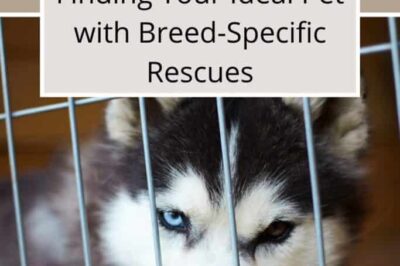 Breed-Specific Dog Rescue: How & Why to Adopt Your Preferred Breed