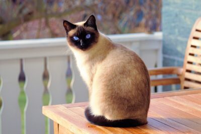 Siamese Cat & Kitten Rescue: Adoption Guidelines & Essential Care Tips