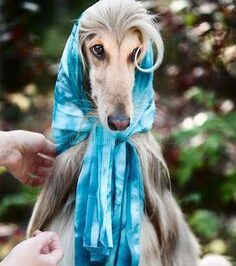 Afghan Hound Lifestyle: Breed Meetups, Custom & Luxury Items