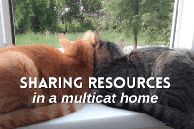 Harmonious Multi-Cat Home: Sharing Resources, Group Play & Sleep Solutions