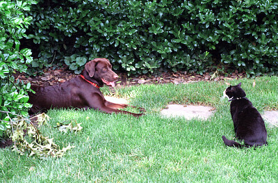 Labrador Rescue Dog & Cat Meeting Guide: Training Tips for Friendship