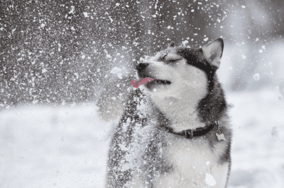 Winter Dog Care for Snow Breeds: Houses, Apparel & Grooming Tips for Huskies & Malamutes