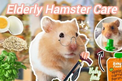 Elderly Hamster Care: Specialized Nutrition, Activity Programs & Orthopedic Comfort