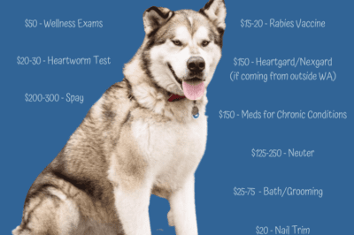 Alaskan Malamute Rescue & Adoption: Comparing Malamutes to Huskies, Costs, Family Suitability & Health Issues