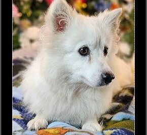 American Eskimo Dog Adoption: Costs, Rescue Groups & Breed Guide