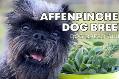 Affenpinscher Rescue & Cost: Training, Health Issues & Family Suitability