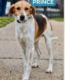 American Foxhound Adoption: Breed Intelligence, Barking & Rarity Guide