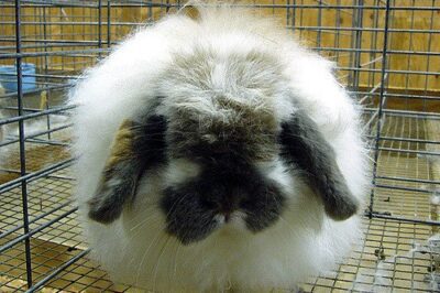 American Fuzzy Lop Adoption Guide: Care, Cost & Personality Traits