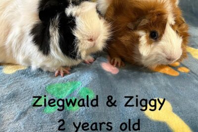 Abyssinian Guinea Pig Adoption Guide & Costs: Find Rare, Friendly & Long-Lived Pets