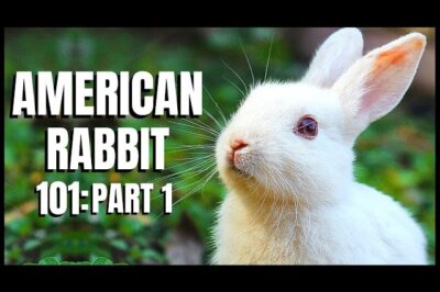 Adopt American Rabbits: Rescue Group & Shelter Guide, Temperament & Breed Traits