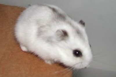 Winter White Dwarf Hamster Adoption Guide: Costs, Lifespan, Handling & Friendliness