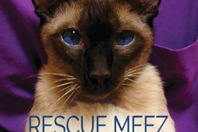 Balinese Cat Rescue: Costs, Lifespan, Snuggle Factor & Health Guide