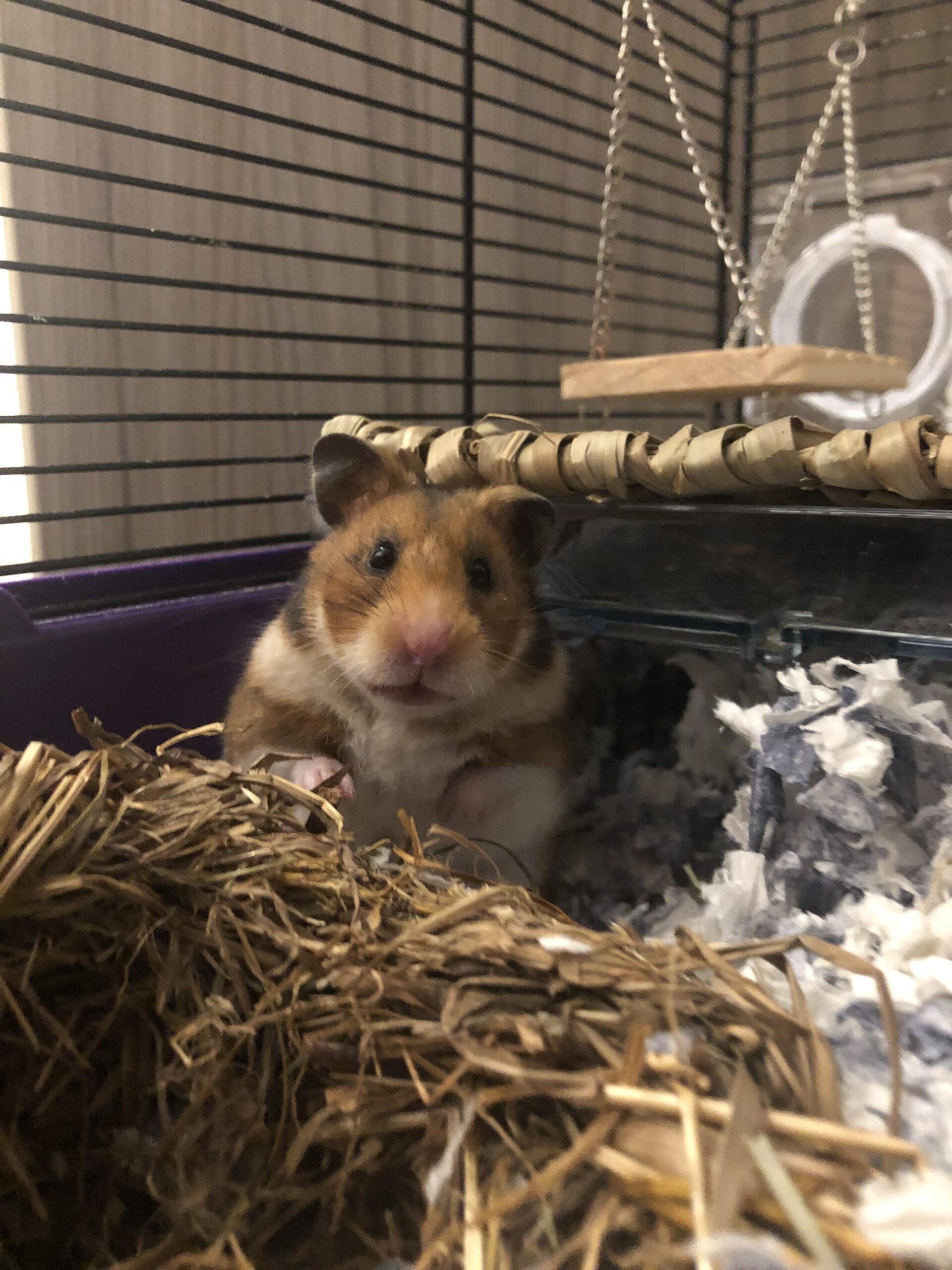 Why Syrian Golden Hamsters Make Delightful Companions