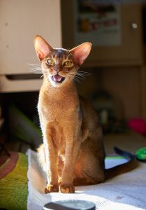 Adopt Abyssinian Rescue Cats: Cuddly & Rare House Pet Guide