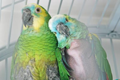 Adopting Amazon Parrots: Cost, Talking Ability, & Rescue-Friendly Guide