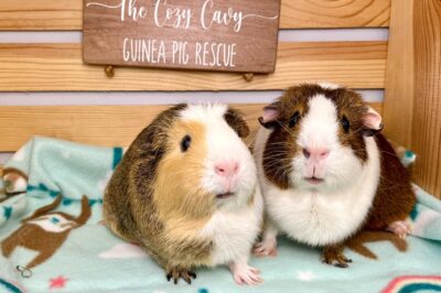 American Guinea Pig Adoption Guide: Costs, Cuddliness & Single-Pet Laws