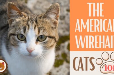 American Wirehair Cat Adoption: Recognizing Breed Traits, Rarity & Lifespan