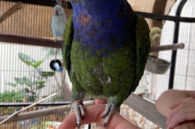 Blue-Headed Pionus Adoption Guide: Care, Costs, Lifespan & Temperament