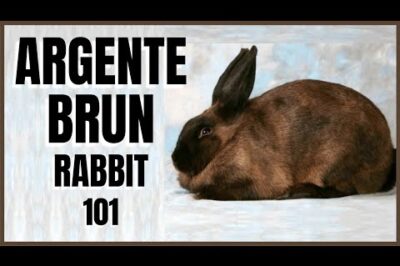 Argente Brun Rabbit Adoption Guide & Size Info: Origin, Rarity & Temperament