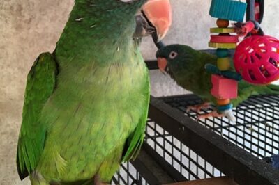 Blue-Crowned Conure Adoption Guide: Cost, Lifespan & Talking Ability