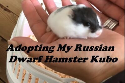 Campbell’s Dwarf Russian Hamster Care & Adoption: Costs & Lifespan